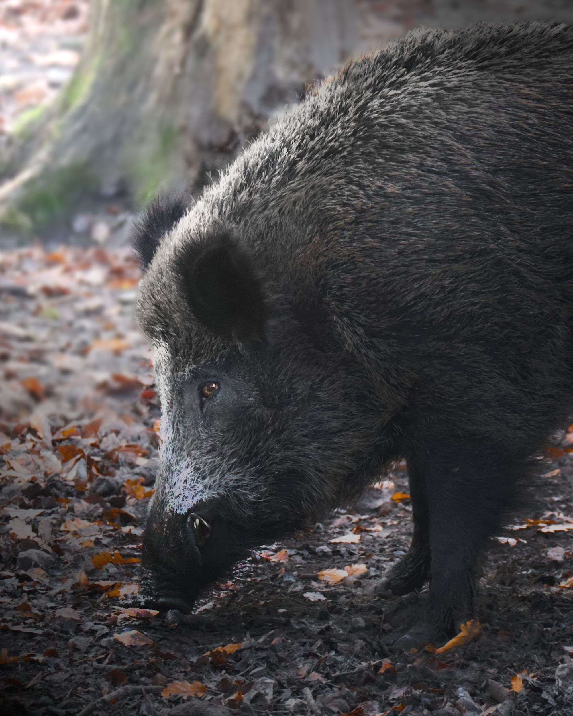 caccia cinghiale
